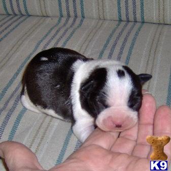 Puppies in OK